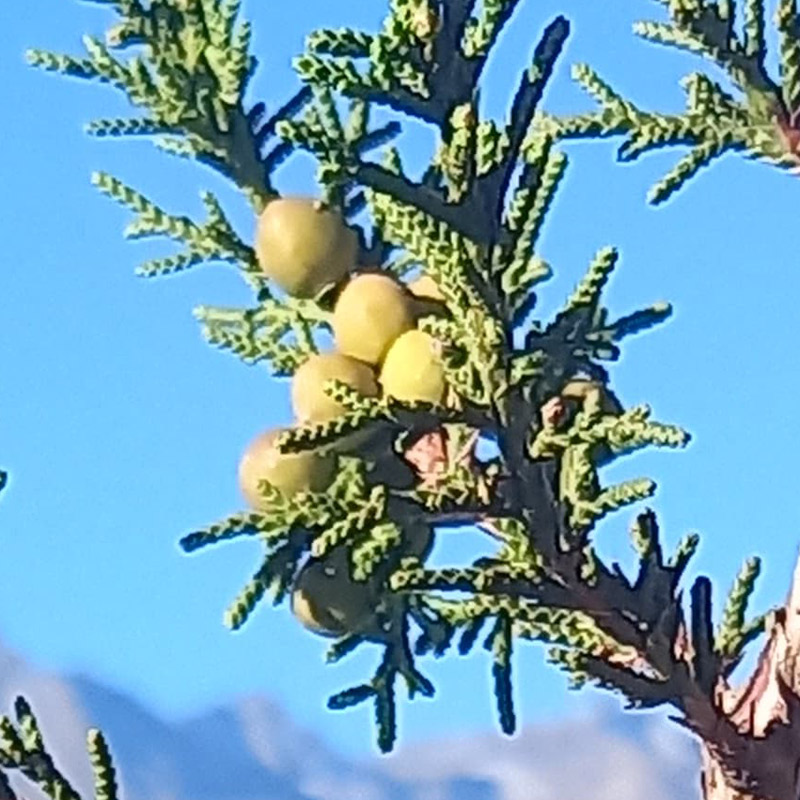 Juniper Essential Oil