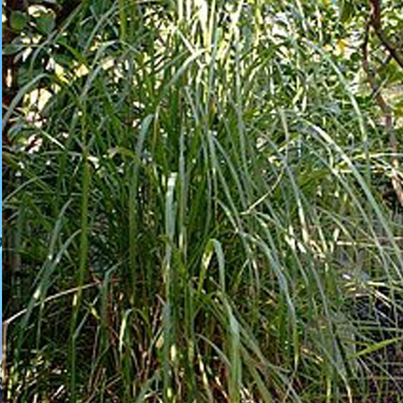 Lemongrass Essential Oil