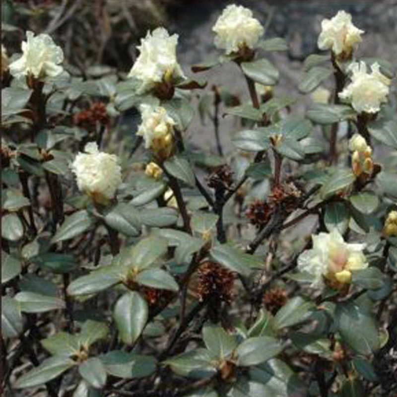 Anthopogon Essential Oil